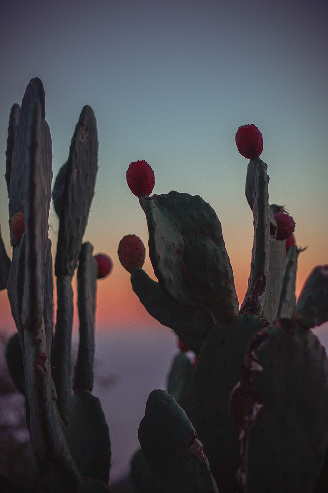 Cactus in Corfu, Greece