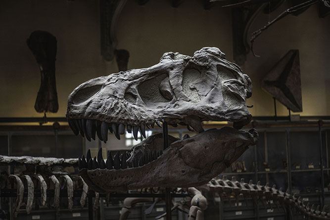 Tyrannosaurus skull in Paris, France