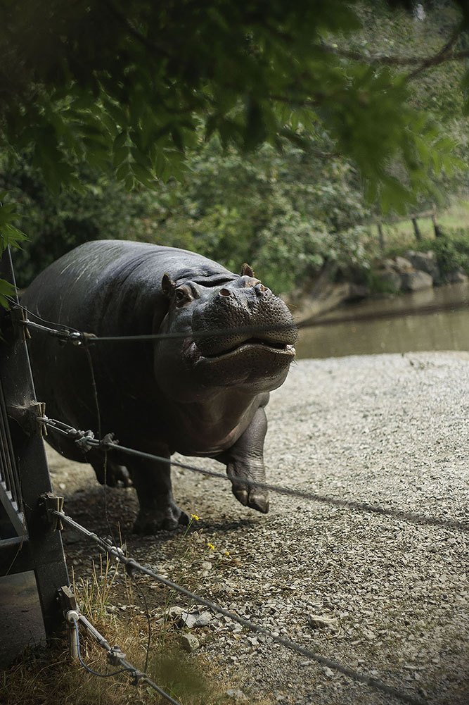 Hippo at Greater Vancouver Zoo