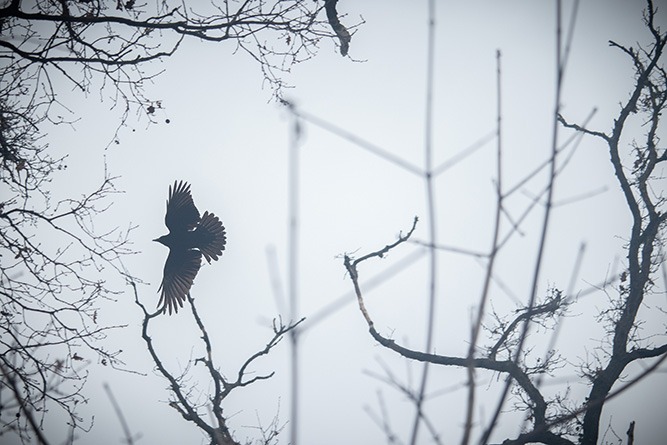 Bird in flight